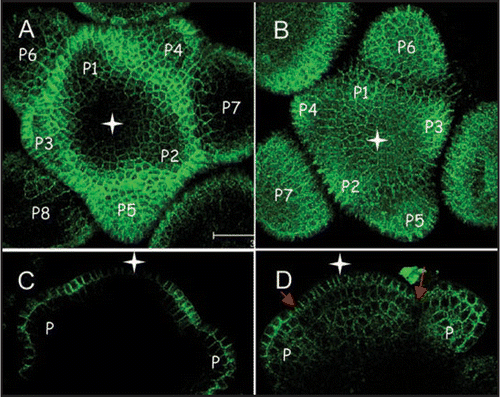 Figure 2 Expression pattern of two members of the PDLP1 plasmodemal protein family at the inflorecence shoot apical meristem of Arabidopsis. (A and C) At2g33330:GFP. (B and D) At1g04520:GFP. (A and B) GFP fluorescence seen from the top view of Arabidopsis inflorescence meristems (maximum projection of transverse confocal scans). (C and D) GFP fluorescence in longitudinal confocal sections through Arabidopsis inflorescence meristems. White star indicates central zone position. Grey arrows indicate the boundary between floral primordia (P; P1–P7) and the meristem. Bars = 20 µm.
