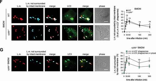 Figure 2. Targeting by PINCA impedes the ability of L.m. to damage the phagosomal membrane. BMDM or PM were infected with L.m. for the indicated periods of time. (A and B) L.m. in GFP-LC3 transgenic BMDM (A) or PM (B) that managed to damage the membrane of their phagosome were identified by differential staining. The percentages of L.m. that had managed to damage the membrane of their phagosome were quantified by immunofluorescence microscopy separately for L.m. colocalizing with LC3 and LC3-negative L.m. (for technical reasons the latter includes L.m. residing in perforated LC3−phagosomes as well as L.m. that had managed to destroy the phagosomal membrane and escape into the cytosol). (C) LC3+ L.m. in PM from GFP-LC3 transgenic WT and cybb−/- mice were quantified by immunofluorescence microscopy. (D and F) L.m. in PM (D) or BMDM (F) from GFP-LC3 transgenic WT or cybb−/- mice that had managed to damage the membrane of their LC3+ phagosome were identified by differential staining. The respective percentages of damaged phagosomes among LC3+ phagosomes were quantified by immunofluorescence microscopy. (E and G) L.m. in PM (E) or BMDM (G) from GFP-LC3 transgenic cybb−/- mice that had managed to damage the membrane of their phagosome were identified by differential staining. The percentages of L.m. that had managed to damage the membrane of their phagosome were quantified by immunofluorescence microscopy separately for L.m. colocalizing with LC3 and LC3-negative L.m. Data are shown as mean ± SEM of five to eight independent experiments. Representative micrographs from 3 h (A, B, E, G) or 1 h (C, D, F) after infection are shown. Scale bar: 4 µm. ns, not significant; * p < 0.05, ** p < 0.01, *** p < 0.001 and **** p < 0.0001.