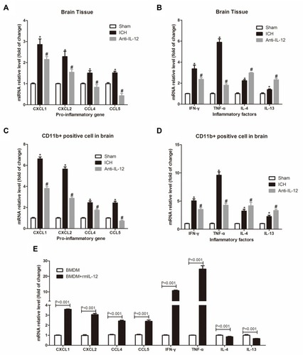 Figure 5 Effect of IL-12 blockade on inflammation in hematoma border zone of ICH rats. (A, B) RT-qPCR analysis of pro-inflammatory genes (A) and inflammatory genes (B) expression in hematoma border zone of rats at 7 days after ICH, 7 rats per group; (C, D) RT-qPCR analysis of pro-inflammatory genes (A) and inflammatory genes (B) expression in CD11b+ positive cells in hematoma border zone of rats at 7 days after ICH, 7 rats per group; (E) RT-qPCR analysis of pro-inflammatory genes and inflammatory genes expression in BMDM after rmIL-12 treatment, 3 independent experiments. *P<0.05 vs Sham group, and #P<0.05 vs ICH group.