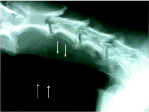 Figure 1. Lateral radiograph of the cervical region of a 5-year-old male, Siberian husky dog demonstrating a soft tissue density mass (white arrows) located at the cervical trachea just caudal to the larynx, protruding into its lumen.