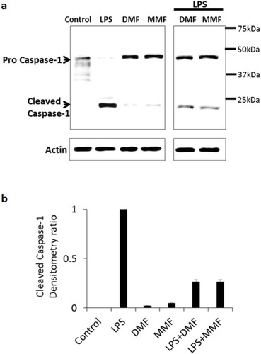 Figure 3 DMF or MMF treatment impairs LPS-activated conversion of procaspase-1 to caspase-1 in NK92 cells. (A) Treatment of NK92 cells with 10 μg/mL LPS for 24 h induced the conversion of procaspase-1 (45kDa) into cleaved subunits of active caspase-1 (22kDa and 12kDa, respectively). Combined treatment of LPS with DMF or MMF showed a reduction in the conversion of procaspase-1 into cleaved active-caspase-1. NK92 cells treated with100 μM DMF or MMF did not induce this conversion. (B) Densitometry calculation of the conversion of procaspase-1 into caspase-1. Actin was used as an internal control.