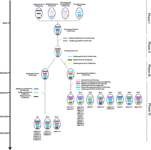 Fig. 3 Proposed evolutionary pathways leading to the generation of novel-reassortant H7 viruses.Influenza A viruses are represented by ovals containing horizontal bars for the eight gene segments (from top to bottom, PB2, PB1, PA, HA, NP, NA, MP, and NS). Different colors represent different viral lineages. Solid ovals represent virus strains isolated from wild and domestic birds, and dotted ovals represent hypothetical viral strains. The timescale is indicated on the left side, and the different phases of evolution are indicated on the right side. The labels below the viral ovals are identifiers for corresponding viruses isolated in this study. Ck chicken, Dk duck, Kr Korea, WBF wild bird feces, Gs goose