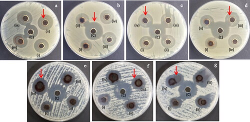 Figure 12. Antimicrobial activity of the Ah-AgNPs against bacteria (a) E. coli (b) K. pneumoniae (c) S. aureus, (d) E. faecalis and fungi (e) Geotrichum candidum (f) C. tropicalis (g) C. albicans. Inhibition zones at different concentrations of Ah-AgNPs, (i) 0.125 mg/mL (ii) 0.25 mg/mL (iii) 0.5 mg/mL (iv) 1 mg/mL, (C) Inhibition zones by standard drug.
