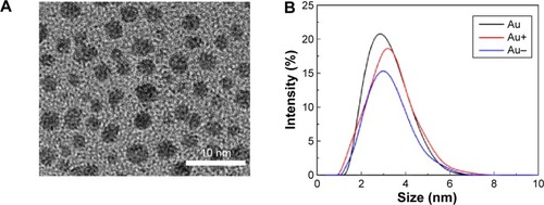 Figure 1 Physical properties of gold cluster.Notes: (A) TEM image of neutral Au NCs (scale bar 10 nm). (B) Dynamic light scattering of Au NCs with different surface charges. The hydrodynamic diameter is 3, 3.2, and 3.7 nm for neutral, negative, and positive Au NCs, respectively. (C) Surface charge characterized by zeta potential (−0.1 mV, −3.9 mV, and +6.3 mV for neutral, negative, and positive Au NCs, respectively). (D) Photoluminescence spectra of Au NCs with different surface charges excited at 365 nm.Abbreviations: TEM, transmission electron microscope; Au NCs, gold nanoclusters; au, arbitrary units.