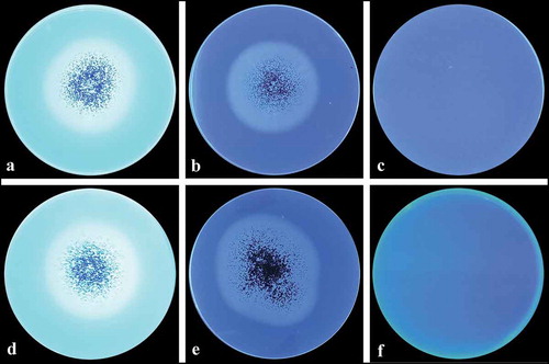 Figure 7. BGL and CBH activities of Aspergillus sp. LBM 134 determined by fluorescence plate assay. (a) Developed mycelium for 4 d on medium containing the substrate (Mu-g) and revealed; (b) plate control, developed mycelium for 4 d on medium without the substrate; (c) control plate, medium containing the substrate without inoculating. (d) Developed mycelium for 4 d on medium containing the substrate (Mu-c) and revealed; (e) plate control, developed mycelium for 4 d on medium without the substrate; (f) control plate, medium containing the substrate without inoculating