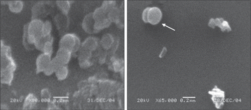 Figure 1.  Scanning electron microscopy (SEM) micrograph of CS-NPs.