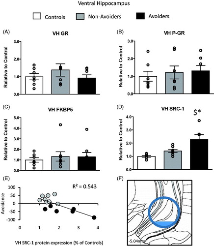 Figure 5. Changes in glucocorticoid receptor (GR) machinery protein content in the ventral hippocampus (VH anterior/posterior (AP): −5.04 mm, medial/lateral (ML): −5.2 mm, dorsal/ventral (DV): 7.2 mm). (A) Total GR protein content (% of controls). (B) pGR protein content (expressed as a ratio of pGR/GR). (C) FK506 binding protein 51 (FKBP51) protein content (% of controls). (D) Steroid receptor co-activator (SRC)-1 protein content (% of controls) measured 48 h post-odor exposure in the VH of controls (white bars; n = 6), Non-Avoiders (gray bars; n = 8) and Avoiders (black bars; n = 7). (E) Scatter plot for individual rats (Avoider, black dots and Non-Avoider, gray circles; Experiment 2) shows a change in preference for predator-paired context versus VH SRC-1 protein expression 48 h post-stress (p = 0.002). Rats that exhibited high avoidance of the predator-paired context 24 h post-odor exposure had higher VH SRC-1 expression 48 h post-stress. (F) Schematic representation of VH punch dissection (Paxinos & Watson, Citation1997). Data are presented as mean ± SEM and analyzed using a one-way ANOVA. $indicates p < 0.05 versus control rats. A post hoc analysis performed by Student Newman–Keuls.