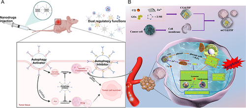 Figure 5 Dual regulation of autophagy based on nanotechnology. (A) The model of the dual regulatory function; (B) The example of dual regulation of autophagy in starvation therapy based on nanotechnology.