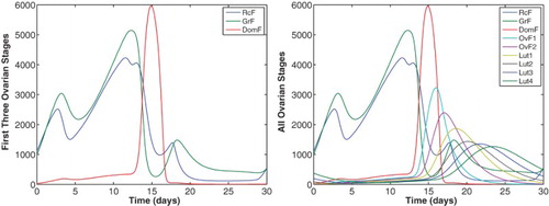 Figure 9. Follicle stages are plotted for Equations (Equation9(9) ddtRcF=b⋅FSH+c1FSHpKmFp+FSHpRcF−c2LHαRcF,(9) )–(Equation20(20) InhA=h0+h1DomF+h2Lut2+h3Lut3+h4Lut4.(20) ) where the FSH input (Equation21(21) FSH=82.5+190e−(t−8)210+180e−(t−0.3)20.4+400e−(t−15.2)23−20e−(t−24)215.(21) ) has three distinct rises. The parameters are given in Table 4. The left panel depicts the first three stages of follicle growth and isolates waves in the recruited RcF (−) and the growing GrF (−) stages. Note that DomF (−) exhibits only one wave. The right panel gives the complete set of nine follicle stages.