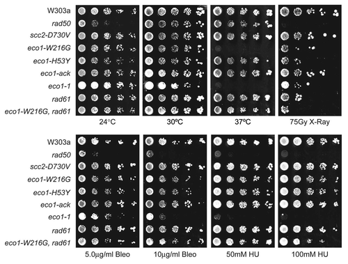 Figure 3 Eco1 mutants are sensitive to agents that cause DNA double-strand breaks. Haploid strains of the indicated genotype were serially diluted, plated and grown on SD complete medium at 24°C, 30°C or 37°C, subjected to 75 Gray of ionizing radiation followed by growth at 30°C or plated onto SD complete medium containing 50 or 100 mM hydroxyurea (HU) or 5 or 10 µg/ml bleomycin, followed by growth at 30°C.