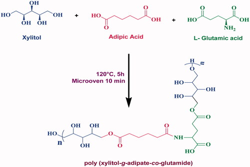 Scheme 1. Synthesis of poly-(xylitol-g-adipate-co-glutamide) (PXAG) copolymer.