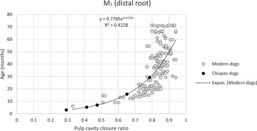 Figure 8. Linear regression of the distal root of mandibular first molar pulp cavity closure ratios to age in months of Moxviquil and Tenam Puente specimens.