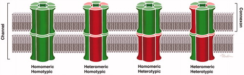 Figure 1. Composition of gap junctions as adapted from Kumar and Gilula (1996) (Citation64). In humans, there are more than 20 isoforms encoded by the gene family, and different cell types may express several connexin isoforms. The possible combinations of hetero-oligomeric connexons seem to be restricted to members of the same subgroup, such as α and β.