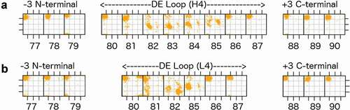 Figure 2. Ramachandran plots for part of the D strand, the DE loop, and part of the E strand (IMGT residues 77–90) for the most common DE loop lengths