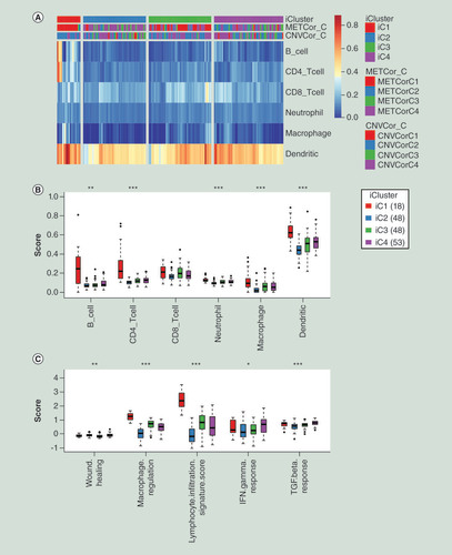 Figure 5. Immune status evaluation of molecular subgroups of pancreatic cancer. (A) Heatmap of immune scores of total six kinds of immune cells among all samples. iCluster means four subgroups identified by integration of multi-omics data. (B) The comparisons of immune scores of six kind immune cells among four molecular subgroups clustered by iCluster. The Kruskal–Wallis test was employed to calculate the significant level. (C) The comparisons of scores of immune signatures among four molecular subgroups clustered by iCluster. The Kruskal–Wallis test was also used.*p < 0.05; **p < 0.01; ***p < 0.001.CNVCor_C: Subgroups of CNVcor genes; METCor_C: Subgroups of METcor genes.