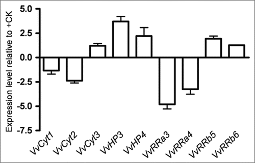 Figure 3 Expression levels of VvCyt1, VvCyt2, VvCyt3, VvHP2, VvHP3, VvRRa3, VvRRa4, VvRRb5 and VvRRb6 genes as quantified by real time PCR in Vitis cells at day 7 of growth in −CK conditions.