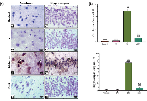 Figure 3. (a) Photomicrographs of immunohistochemical localization of caspase 3 at cerebrum (A1-D1) and hippocampus (A2-D2). Note the negative immune reaction in control and peanut supplementation (N). Diabetic cerebrum (C1) and Diabetic hippocampus (C2) showed an increased expression of caspase-3 in neuronal cells. Diabetic and peanut treated cerebrum (D1) and hippocampus (D2) showed a downregulation at caspase-3 expression. Abbreviations; D+N, diabetic and peanuts; N, peanut. Star pointed out the increased immune reaction. (b) Histogram illustrating Image analysis of caspase 3 immunolabeling in cerebrum and hippocampus. Showed the significant overexpression of caspase 3 in diabetic group compared to control group. This elevation at caspase-3 was significantly downregulated by peanut treatment. Each result represent the mean ± SD (n = 5); * indicated the significance at p < 0.05 compared to the control. $ indicated the significance at p < 0.05 compared to the diabetic group. Abbreviations; C, Control; D, diabetes; N, Peanut.