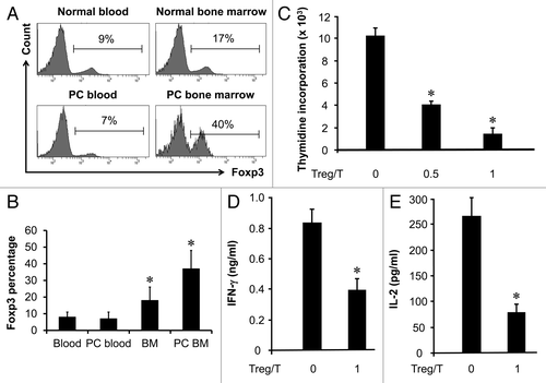 Figure 1. High levels of functional Treg cells in prostate cancer associated bone marrow. (A and B) High levels of CD4+Foxp3+ cells in bone marrow. Bone marrow and blood single cell suspensions were made from normal age-matched male donors (n = 8) and patients with prostate cancer (PC) (n = 6). The cells were subject to staining with anti-CD3, anti-CD4 and anti-FOXP3. Cells were analyzed with multiple color staining. The histogram showed the percentage of FOXP3+ cells in CD3+CD4+ (A). One of 6–8 donors is shown. Results are expressed as the mean values ± SD (B) *p < 0.01. PC, prostate cancer. (C–E) Bone marrow Treg cells are functional. CD3+CD4+CD25high cells were sorted with FACSAria, to high purity (> 97%), from bone marrow in patients with prostate cancer. Autologous CD3+CD25- blood T cells (5 × 104/ml) were stimulated with anti-CD3 (5 μg/ml) for 3 d with or without different numbers of Treg cells. T cell proliferation was detected by [3H] thymidine incorporation (C) and the production of interferon-γ (D) and IL-2 (E) were detected by ELISA. (n = 5; *p < 0.01). Three patients in Gleason grade 4 and 3 in grade 5, and 2 patients in stage T3a, 2 in T3b and 2 in M1.