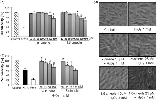 Figure 2. (A) Effect of monoterpenes on cell viability. U373-MG cells were treated with α-pinene and 1,8-cineole (a range of concentrations from 10 to 400 μM) for 24 h. Cell viability was measured using MTT assay. Experiments were performed in triplicate and results are expressed as mean ± S.D. *p < 0.05 versus control. (B) Cytoprotective effect of monoterpenes. U373-MG cells were pretreated with α-pinene and 1,8-cineole (a range of concentrations from 10 to 100 μM) for 24 h, previous to the treatment with H2O2 (1 mM) for 30 min. Cell viability was measured using the MTT assay. Experiments were performed in triplicate and results are expressed as mean ± S.D. *p < 0.05 versus control, # p < 0.05 versus H2O2-treated cells. (C) Effect of monoterpenes on cell morphology. U373-MG cells were pretreated with α-pinene and 1,8-cineole (10 and 25 μM) for 24 h, previous to the treatment with H2O2 (1 mM) for 30 min. Representative images are shown.