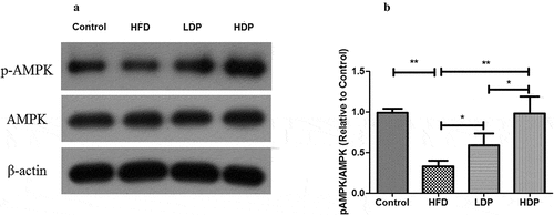 Figure 6. Effect of delphinidin-3-sambubioside (Dp3-Sam) on the expression of AMPK in high fat diet (HFD)-induced obese rats. The expression of AMPK and pAMPK in hepatic tissues were measured by western blot. Data are reported as mean ± SEM. * P < 0.05, ** P < 0.01, no significant difference (ns)