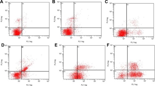 Figure 8 Apoptosis was also verified through flow cytometry.Notes: HepG2 cells were treated with (A) negative control, (B) NSC-NPs, (C) LDL-NSC-NPs, (D) 100 μg·mL−1 Ost, (E) 100 μg·mL−1 Ost/NSC-NPs, and (F) 100 μg·mL−1 Ost/LDL-NSC-NPs, and then stained with Annexin V–FITC and PI. Flow cytometry profile shows Annexin V–FITC staining on the x-axis and PI on the y-axis.Abbreviations: FITC, fluorescein isothiocyanate; LDL, low-density lipoprotein; NPs, nanoparticles; NSC, N-succinyl-chitosan; Ost, osthole; PI, propidium iodide; FL, fluorescence.