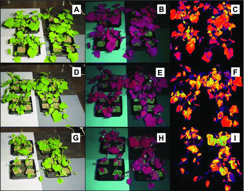 FIGURE 1 Conventional (RGB) images of C. sativus plants exposed to NaCl under artificial (halogen) lighting (A, D, G), CIR color composite (B, E, H), and NIR/red ratio images (C, F, I). Ratio images (C, F, I) have been contrast stretched at < 1.30, < 1.36, and < 1.14, respectively. Images were obtained at 1 (A, B, C), 2 (D, E, F), and 3 (G, H, I) weeks post-treatment. Treatments are arranged as follows: upper right (0.0 M NaCl [dsH2O]), lower right (0.03 M NaCl), upper left (0.10 M NaCl), and lower left (0.20 M NaCl)