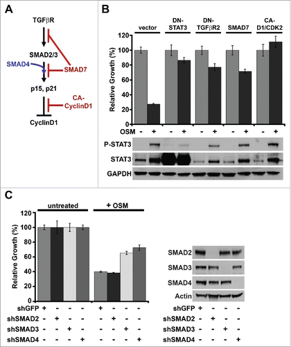 Figure 2. OSM/STAT3-induced senescence requires SMAD3/SMAD4. (A) Schematic of canonical TGF-β/SMAD signaling-induced senescence in normal HMEC. (B) Relative growth assays (top) and Western analysis (bottom) of shp53-HMEC expressing either empty vector, DN-STAT3, DN-TGFβR2, SMAD7, or a constitutively-active Cyclin D1/CDK2 fusion protein (CA-D1/CDK2) plated in the presence (+) and absence (-) of recombinant OSM for 7 d. (C) Relative growth assays (left) and western analysis (right) of shp53-HMEC stably expressing shRNAs targeting either green fluorescent protein (shGFP), SMAD2 (shSMAD2), SMAD3 (shSMAD3), or SMAD4 (shSMAD4) plated in the presence (+) and absence (-) of recombinant OSM for 7 d.