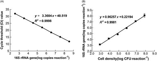 Figure 1. Calibration curve and performance of qPCR assay in quantification. (A) Calibration curve of Ct values and L. bulgaricus 16S rRNA gene copy number. (B) Relationship between L. bulgaricus 16S rRNA gene copy number and cell concentration for quantification.