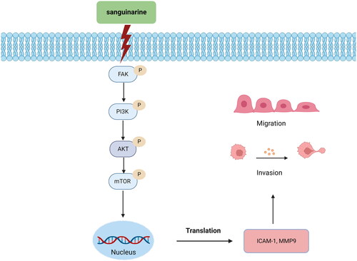 Figure 10. Schematic diagram of the mechanism of SAG inhibition of melanoma migration and invasion.