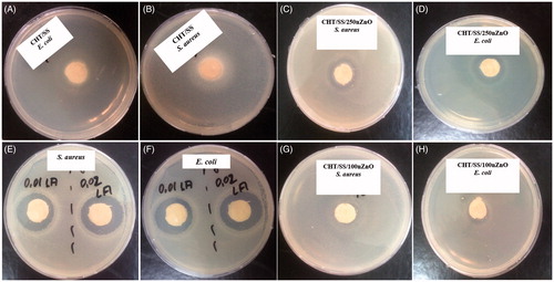 Figure 11. Antibacterial activity of pristine and composite CHT/SS 3D porous scaffolds containing nZnO and LA against E. coli and S. aureus.