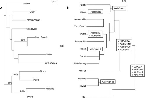 Figure 3. Aedes albopictus population clustering based on microsatellite and NIRVS loci. (A) Dendrogram of Ae. albopictus populations based on the analysis of 8 microsatellite loci of 12 Aedes albopictus populations using Cavalli-Sforza & Edwards’s genetic distance and Neighbour-Joining method. Bootstrap values were indicated when >50%. (B) Dendrogram of Ae. albopictus populations based on Bray Curtis distance representing dissimilarities between NIRVS composition and abundances.