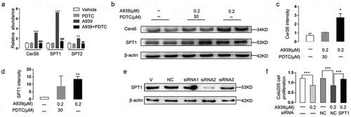 Figure 6. Effects of the NF-κB signaling pathway on A939-induced ceramide de novo synthesis in Colo205 cells. (a) The effects of A939 (0.2 μM) with/without PDTC (30 μM) on the mRNA expression of enzymes involved in ceramide de novo biosynthesis, as detected by Q-PCR. Cells were harvested 48 h after administration of A939. (b-d) The effects of A939 with/without PDTC on the protein levels of CerS6 and SPT1, as evaluated by western-blot. Cells were harvested 48 h after administration of A939 (b). Densitometric quantification (c-d). (e-f) Transfection with SPT1 siRNA affected the inhibition of cell proliferation induced by A939. The protein level of SPT1 was reduced after transfection with SPT1 siRNA2 (10 nM) for 6 h (e). SPT1 siRNA2 transfection reversed the antiproliferative effect of A939. Colo205 cells were co-incubated with 0.2 μM A939 for another 24 h after SPT1 siRNA (10 nM) transfection for 6 h (f). *P < .05, **P < .01, ***P < .001 vs. vehicle group; ##P < .01, ###P < .001 vs. 0.2 μM A939 group, one-way ANOVA, n = 6