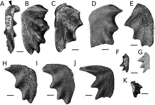 FIGURE 2. Ferganoceratodus edwardsi. A-E, upper tooth plates; F-J, lower tooth plates. A-B, NHMZ 2432(9), holotype in labial and occlusal views. Arrowhead indicates the surface for a potential symphyseal contact; C, NHMZ 2432(6); D, NHMZ 2432(13); E, NHMZ 2432(5); F, NHMZ 2432(1), juvenile; G, NHMZ 2432(2), juvenile; H, NHMZ 2432(12); I, NMHZ 2432(11); J, NHMZ 2432(14); K, NHMZ 2432(4), juvenile. Scale bars equal 10 mm.