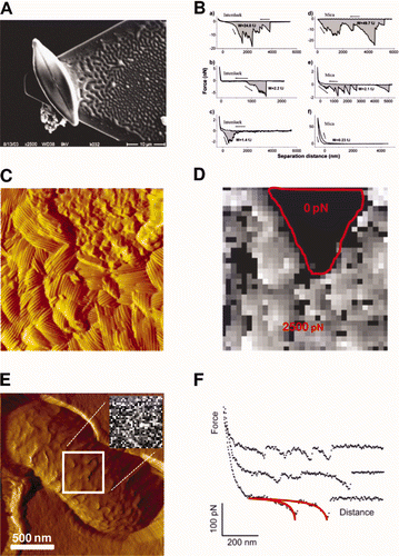 Figure 5. Cell probe experiments (A and B). (A) SEM micrograph of a single diatom cell attached with epoxy glue to an AFM tipless cantilever; (B) representative force vs distance curves obtained with bioprobe diatoms in the stationary phase on Intersleek (a–c) and mica (d–f) surfaces. The work of detachment, W, is given in fJ units (10−15 J) for each curve. The arrow represents the approach and retraction directions. Reproduced with permission from Arce et al. (Citation2004). Nanoscale structure and hydrophobicity of Aspergillus fumigatus. (C) Deflection image and (D) adhesion force map obtained with a hydrophobic tip on SDS-treated conidia, revealing highly correlated structural and hydrophobic heterogeneities. Reproduced with permission from Dague et al. (Citation2007). Detecting individual galactose-rich polysaccharides on LGG bacteria (E and F). (E) AFM deflection image of single LGG bacteria trapped into porous polymer membrane and adhesion force map (inset, gray scale: 200 pN) and (F) representative force curves recorded with PA–1 tip on LGG wild-type. Reproduced and adapted with permission from Francius et al. (Citation2008b).