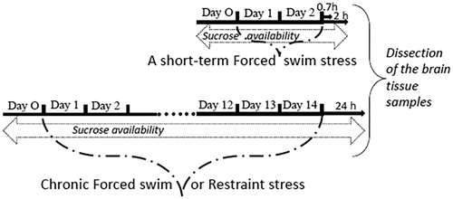 Figure 1. Scheme of experimental design.