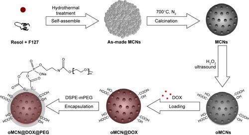 Figure 1 A schematic illustration for the synthesis, drug loading, and surface modification of nanoparticles.Abbreviations: MCNs, mesoporous carbon nanospheres; oMCN@DOX@PEG, polyethylene glycol-modified doxorubicin-loaded oxidized mesoporous carbon nanospheres; DSPE-mPEG, 1,2-distearoyl-sn-glycero-3-phosphoethanolamine-N-(methoxy[polyethylene glycol]-2000); oMCN@DOX, doxorubicin-loaded oxidized mesoporous carbon nanospheres; DOX, doxorubicin; oMCNs, oxidized mesoporous carbon nanospheres.