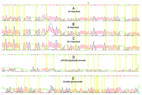 Figure 5. Electropherograms of a part of TCAST satellite sequence after bisulfite treatment of genomic DNAs isolated from adults (A), from adults heat shocked for 3 h (B) and 20 h (C). Red and blue peaks indicate thymine and cytosine, respectively. Each cytosine position is indicated by yellow column and a single position within TCAST region where the cytosine is present in completely unmethylated state is marked and underlined. For each sample, the methylation status of polyubiquitin and cinnabar gene promoters were also checked and the results were identical for all samples, as shown in (D) and (E).
