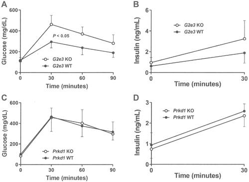 Figure 3 Impaired OGTT in G2e3, but not Prkd1, KO mice.Notes: (A) Glucose excursions, and (B) 0 min and 30 mins insulin levels, from OGTTs performed on HFD-fed male G2e3 KO mice (n=6) and their WT littermates (n=4) at 14 weeks of age. (C) Glucose excursions, and (D) 0 min and 30 mins insulin levels, from OGTTs performed on HFD-fed male Prkd1 KO mice (n=4) and their WT littermates (n=4) at 14 weeks of age. Glucose AUC for G2e3 KO mice different from WT littermates, P<0.05.Abbreviations: AUC, area under the curve; OGTT, oral glucose tolerance test; HFD, high-fat diet; KO, knockout; WT, wild-type.