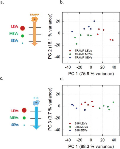 Figure 4. PCA analysis of the different EV subpopulations derived from TRAMP and B16 cell line visualized in Score plot. Left panels display the schemes of the datasets used to derived the principal components (a, TRAMP EV subpopulations, orange arrow; c, B16 EV subpopulations, light blue arrow). Score plots of the different EV subpopulations are showed in the right panels (b, TRAMP EV subpopulations; d, B16 EV subpopulations). LEVs are depicted in red circles, MEVs in green circles and SEVs in blue circles. Each colour-coded symbol indicates the average of three technical replicates of a biological replicate.