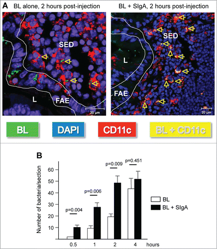 Figure 2. Preassociation with SIgA monoclonal antibody promotes entry of commensal bacteria into Peyer's patches (PP) and subsequent uptake by DCs in the SED region. (A) Representative picture of the tracking of FITC-labeled BL (green rods), administered alone or in complex with non-specific SIgA, 2 hours after injection in a ligated ileal loop comprising a PP. More elevated number of bacteria could be detected in the subepithelial dome (SED) region of PPs when administered in association with SIgA (right panel), with most of them observed in close contact with red-labeled DCs, resulting in the appearance of yellow spots (arrows). Cell nuclei are counterstained with 4′,6′-diamidino-2-phenylindole (DAPI, blue). L, lumen; FAE, follicule associated epithelium. (B) Quantification of FITC-labeled BL in the FAE and SED region of 6 individual sections obtained from 3 independent experiments. Numbers are median ± SE (error bars) and statistical differences calcuated with the Student's t test comparing the 2 experimental conditions at the same time-point are indicated by their respective p value.