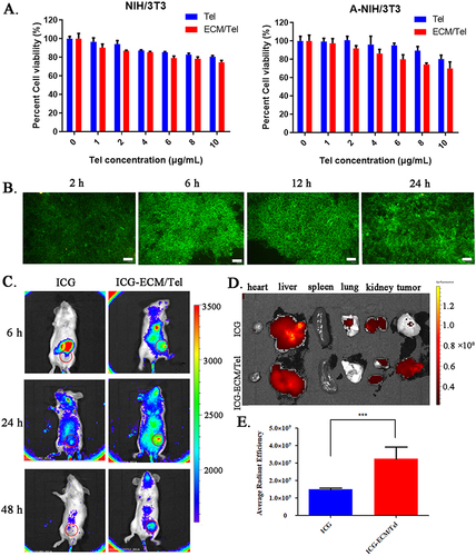 Figure 2 Cytotoxicity, cellular uptake and in vivo distribution of ECM/Tel. (A) Cytotoxicity of ECM/Tel against NIH/3T3 and A-NIH/3T3 cells. (B) Time-dependent cellular uptake of ECM/Tel in A-NIH/3T3. Scale bar: 50 μm. (C) In vivo distribution of ECM/Tel in mouse orthotopic 4T1 breast cancer model. Red circle: tumor area. (D) Fluorescence distribution of organs and tumors after dissection. (E) Semi-quantitative analysis of tumor fluorescence. ***P < 0.001.