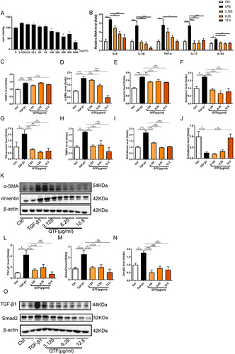 Figure 5 QTF attenuated TGF-β-induced expression of fibrosis factors in IEC-6 cells through TGF-β1/Smad. (A) The effect of different doses of QTF on the viability of IEC-6 cells (%). (B) mRNA expression levels of IL-6, IL- 1β, TNF-α, IL-17, and IL-23 in IEC-6 cells. (C–J) mRNA expression levels of fibrosis factors VEGFA, α-SMA, vimentin, Fibronectin, TIMP1, Collagen I, N-cadherin, and E-cadherin in IEC-6 cells. (K) Protein expression levels of fibrosis factors α-SMA and Vimentin in IEC-6 cells. (L–N) mRNA expression levels of fibrosis factors TGF-β1, Smad2, and Smad3 in IEC-6 cells. (O) Protein expression levels of fibrosis factors TGF-β1 and Smad2 in IEC-6 cells. Data is expressed as mean ± SEM (n ≥ 5). *P < 0.05 vs TNBS group, **P < 0.01 vs TNBS group, ***P < 0.001 vs TNBS group.