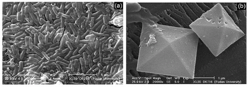 Figure 4. SEM images of as-prepared strontium oxalate after EDTA is added: (a) outside sample; (b) inside sample.