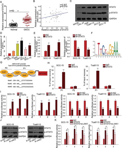 Figure 4. STAT3 is a transcription activator of HNF1A-AS1. A. The expression of STAT3 in OSCC tissues was examined by qRT-PCR. B. The relevance between the expression of STAT3 and that of HNF1A-AS1 in OSCC tissues was analyzed by Pearson correlation analysis. C. The levels of STAT3 and p-STAT3 were detected in OSCC cells and normal cell line. D. The mRNA level of STAT3 in OSCC cell lines and one normal cell line was detected with qRT-PCR. E. The expression of HNF1A-AS1 was examined in response to STAT3 overexpression or knockdown. F. The motif of STAT3 binding sequence was obtained from JASPAR. G. Top five binding sites of STAT3 in part 1 (P1) and part 2 (P2) of HNF1A-AS1 promoter were predicted and obtained from JASPAR. H. ChIP assay further demonstrated the affinity of STAT3 to the part 1 (P1) of HNF1A-AS1 promoter. I. The luciferase reporter assay was conducted to determine the binding condition of three sites of P1. J. The levels of STAT3 and p-STAT3 were detected in cells transfected with si-JAK1 or si-JAK2. K. The luciferase reporter assay was conducted in two OSCC cells transfected with STAT3 expression vector and si-JAK1. **P < 0.01 vs. control group.