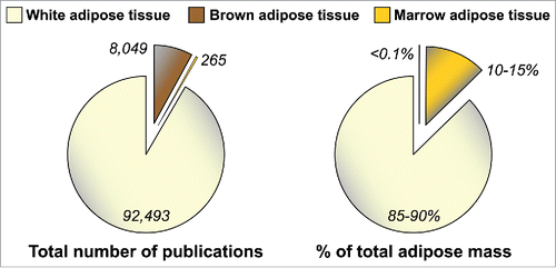 Figure 1. MAT is under-studied, despite being a major adipose depot. Numbers of publications featuring WAT, BAT or MAT were determined by searching the PubMed database in October 2015 with the following terms: WAT, “adipose tissue” OR “adipocyte” NOT “brown adipose tissue” NOT “brown adipocyte;” BAT, brown adipose tissue OR brown adipocyte; MAT, “marrow adipose tissue” OR “marrow adipocyte” OR “yellow marrow” OR “yellow bone marrow.” Values for WAT, BAT or MAT as percentage of total adipose mass in lean, healthy humans, are based on previous publications.Citation4,96