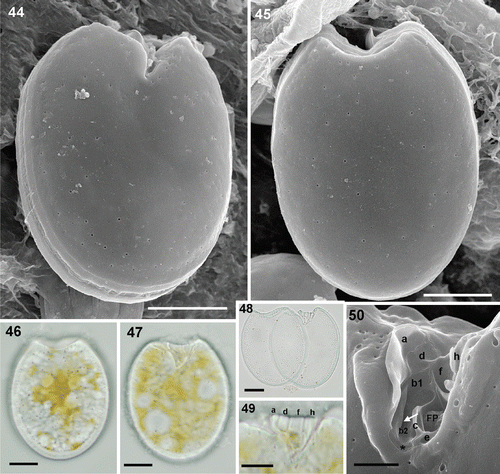 Figs 44–50. Prorocentrum sp. strain Dn34EHU. 44, 45. SEM. 44. Right valve showing the anterior indented end and the smooth surface. 45. Left valve. 46–49. LM. 46, 47. Left and right valve views of living cells. 48. Left and right valves of an empty cell. 49. Detail of the platelets that limit the anterior periflagellar area. 50. SEM. Detail of the periflagellar area with the platelets and the flagellar pore (FP) as well as the accessory pore (arrow). Scale bars: 2 µm (Fig. 50); 5 µm (Fig. 49); 10 µm (Figs 44–48).