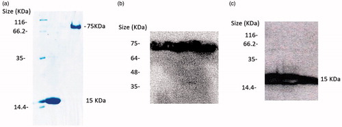Figure 2. (a) Electrophoretic mobility of anti-VGEFA nanobody and the PASylated form on 15% SDS-polyacrylamide gel. Lane 1: Marker; Lane 2: Nanobody; Lane 3: Nb-PAS#1(200). SDS-PAGE investigation shows Ni-NTA-purified nanobody and PASylated nanobody have molecular weights of 15 and 75 kDa, respectively. Western blot analysis using ECL method identified specified bonds for the proteins (b and c).