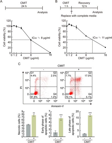 Figure 1. Effect of chloromethylisothiazolinone (CMIT) exposure on cell viability. (A) The experimental scheme for the exposure time of CMIT is indicated. HaCaT cells were treated with the indicated concentrations of CMIT for 24 h, followed by an MTS assay. The IC50 value was identified as 8 μg/mL. (B) The experimental scheme for the exposure time of CMIT is indicated. HaCaT cells were treated with the indicated concentrations of CMIT for 1 h, then replaced with complete media and recovered for 24 h, followed by an MTS assay. The IC50 value was identified as 11 μg/mL. Results are expressed as the mean ± standard deviation (SD) (n = 3). (C) HaCaT cells were treated for 24 h with 20 μg/mL of CMIT, followed by staining with fluorescein isothiocyanate-labeled Annexin V and propidium iodide and analyzed by flow cytometry. Normal cells, Q3 region: Annexin V-FITC-negative/PI-negative; early apoptotic cells, Q4 region: Annexin V-FITC-positive/PI-negative; late apoptotic cells, Q2 region: Annexin V-FITC-positive/PI-positive; and necrotic cells, Q1 region: Annexin V-FITC-negative/PI-positive. Results are expressed as the mean ± SD (n = 3). **p < 0.05, ***p < 0.001.