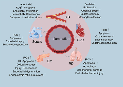 Figure 3 Inflammation- Vascular- Disease- Pathological States.