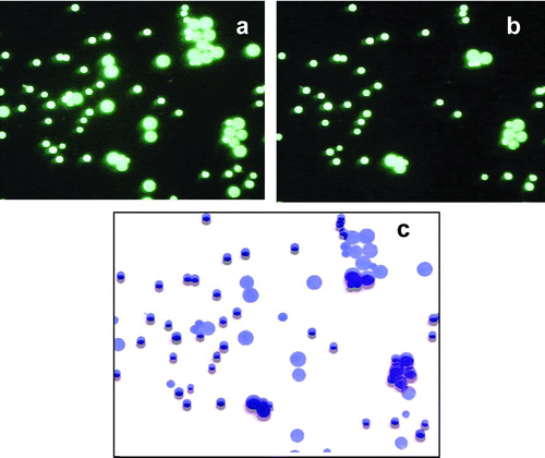 FIG. 5 Fluorescent micrograph of 45 μm and 20 μm spheres on polycarbonate (a) before jetting, (b) after air jet, and (c) combined overlay image showing the removed particles as light blue or gray.